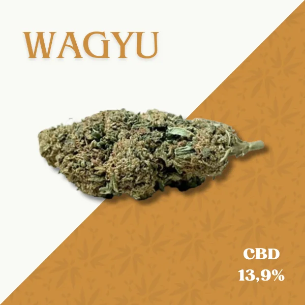 WAGYU